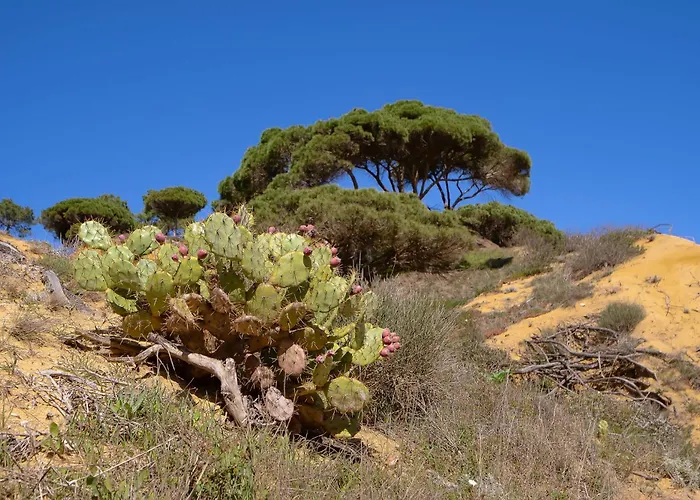 아파트 Belharucas, 400 Meters From *